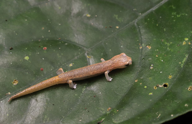 Southern Banana Salamander (Bolitoglossa occidentalis)