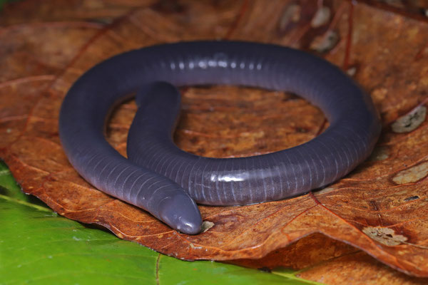Talamanca Caecilian (Dermophis gracilior)