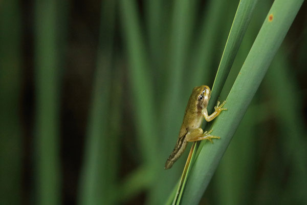 Eastern Tree Frog (Hyla orientalis) metamorph