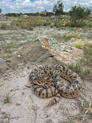 Huamantlan Rattlesnake (Crotalus scutulatus salvini) 