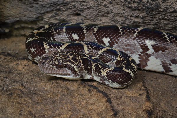 Western Madagascar Tree Boa (Sanzinia volontany)