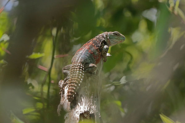 After some time we could approach and admire this Yucatán Spiny-tailed Iguana (Cachryx defensor) from all angles.