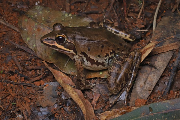 Amani River Frog (Amietia tenuoplicata)