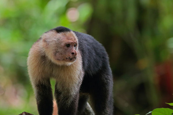 White-faced Capuchin (Cebus imitator)