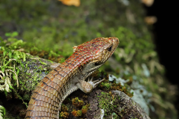 Red-lipped Arboreal Alligator Lizard (Abronia lythrochila)