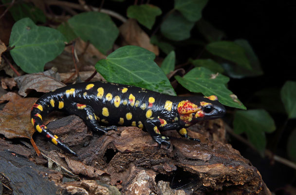 Fire Salamander (Salamandra salamandra morenica)