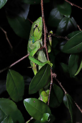 Canopy Lizard (Polychrus gutturosus)