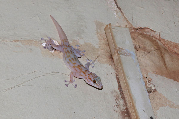 Togo Fan-footed Gecko (Ptyodactylus togoensis) © Jelmer Groen