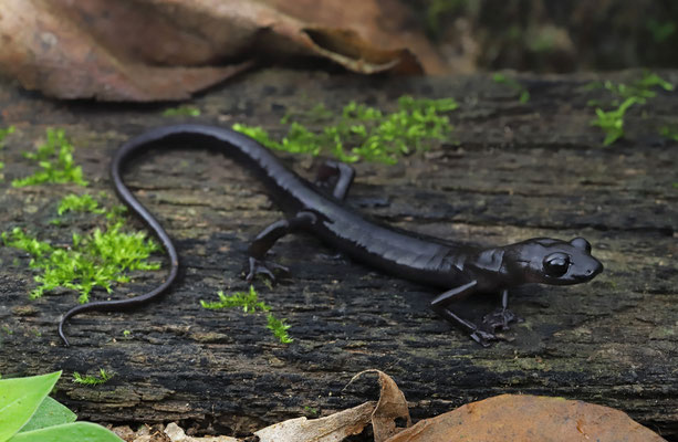 Black Jumping Salamander (Ixalotriton niger)