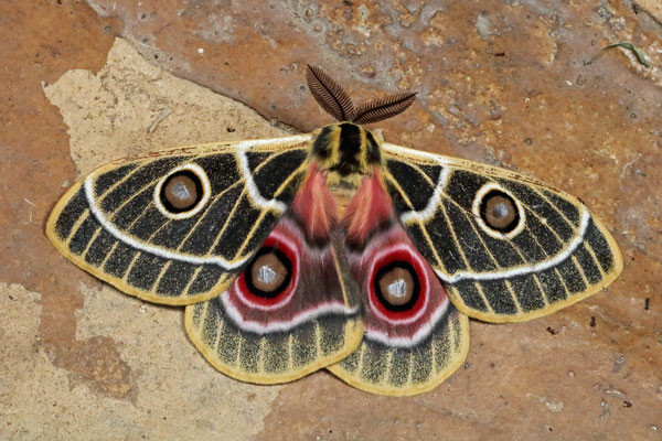 Zaddachi's Emperor Moth (Bunaeopsis zaddachi)