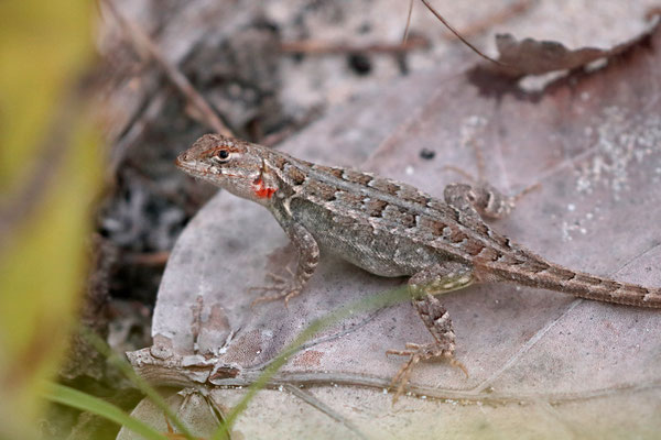 Cozumel Spiny Lizard (Sceloporus cozumelae)