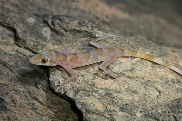 Flat-headed Leaf-toed Gecko (Asaccus platyrhynchus)