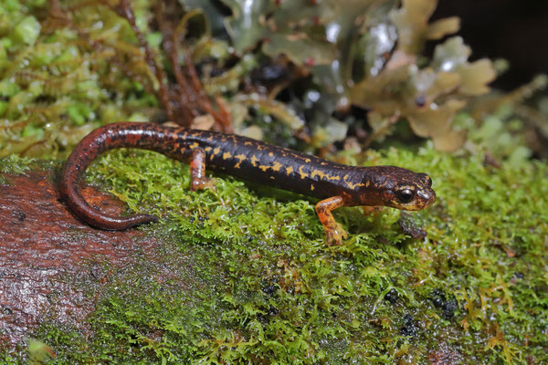 Bolaños Webfoot Salamander (Bolitoglossa bolanosi) 