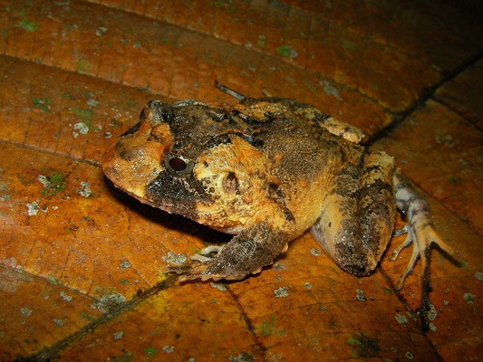 Broad-headed rain frog (Strabomantis sulcatus)