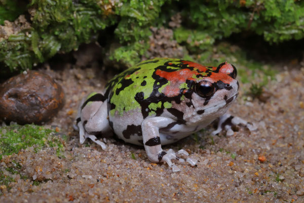 Malagasy Rainbow Frog (Scaphiophryne gottlebei)