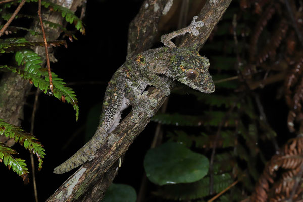 Mossy Leaf-tailed Gecko (Uroplatus sikorae) 