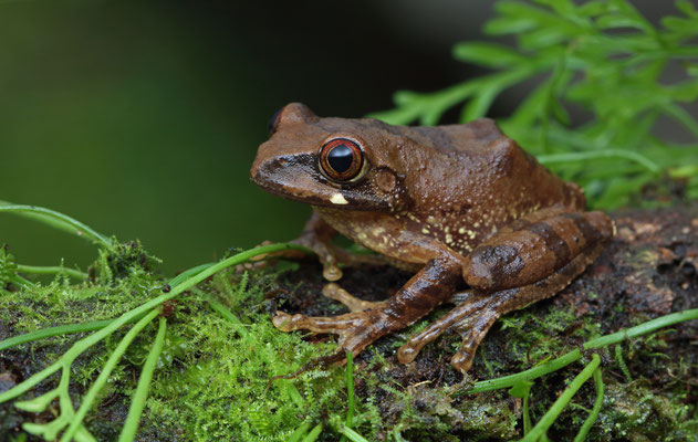 Kivu Tree Frog (Leptopelis kivuensis)