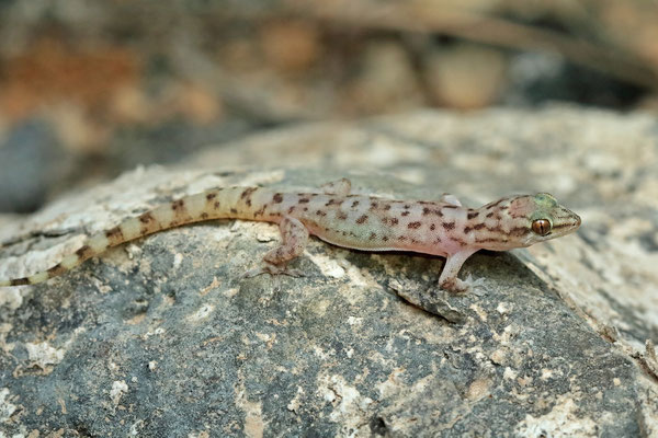 Dhofar Coastal Gecko (Hemidactylus paucituberculatus)