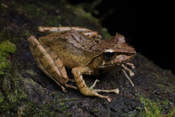 Horned Madagascar Frog (Gephyromantis cornuta) 