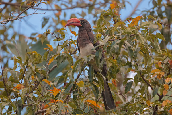 Crowned Hornbill (Lophoceros alboterminatus)