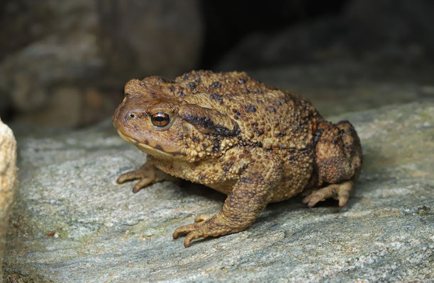 Common Toad (Bufo bufo) 