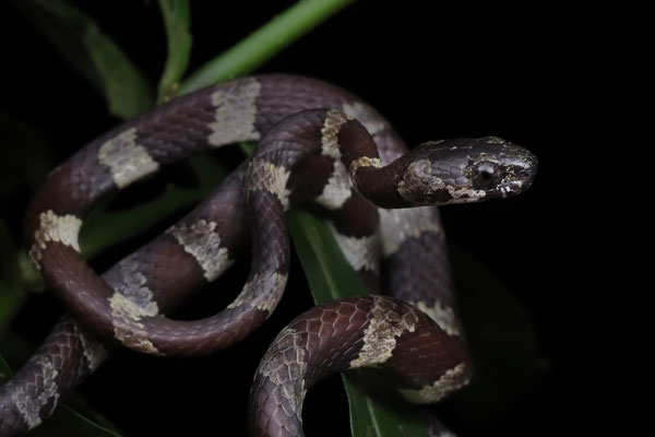 Slender Snail Sucker (Sibon dimidiatus)