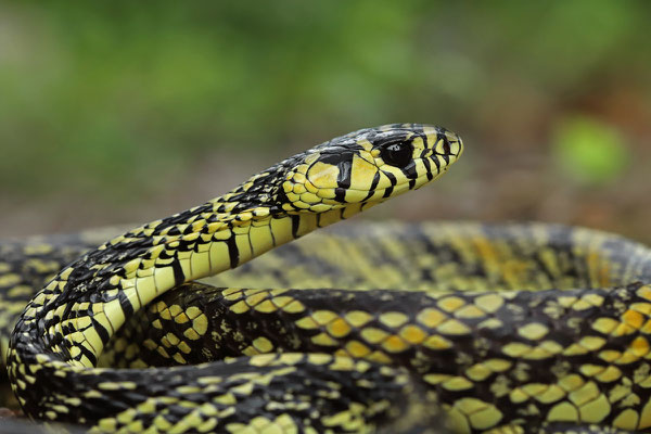 Chicken Snake (Spilotes pullates)