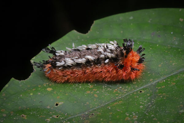 Shag Carpet Caterpillar (Prothysana felderi)