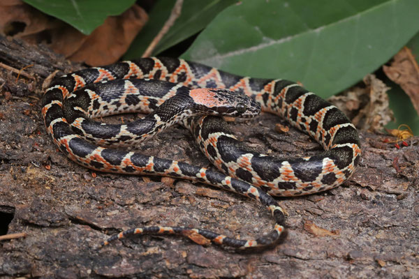 Uribe's Cat-eyed Snake (Leptodeira uribei)