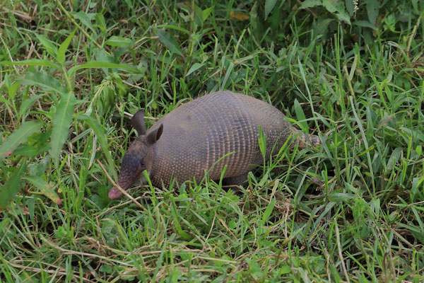 Nine-banded Armadillo (Dasypus novemcinctus)