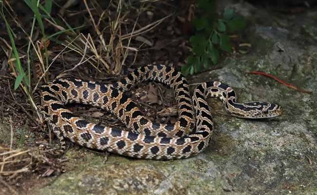 Green Rat Snake (Senticollis triaspis) juvenile