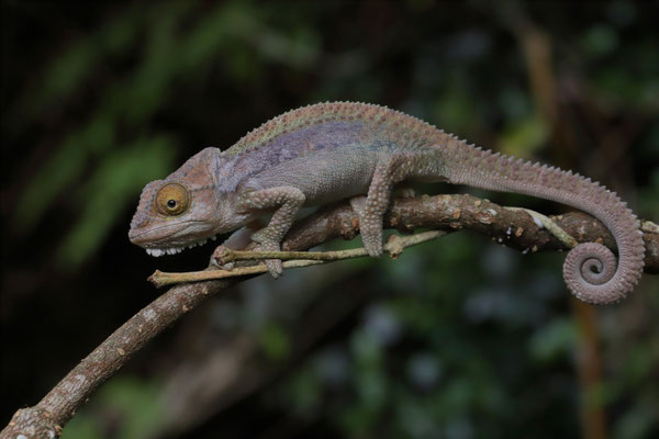 Grootvadersbos Dwarf Chameleon (Bradypodion venustum)