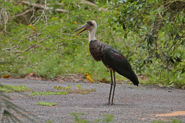 Wooly-necked Stork (Ciconia microscelis)