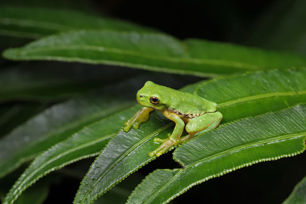 Dark-footed Tree Frog (Isthmohyla pictipes)