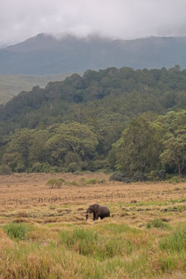 To see elephants in this unique place was unreal.