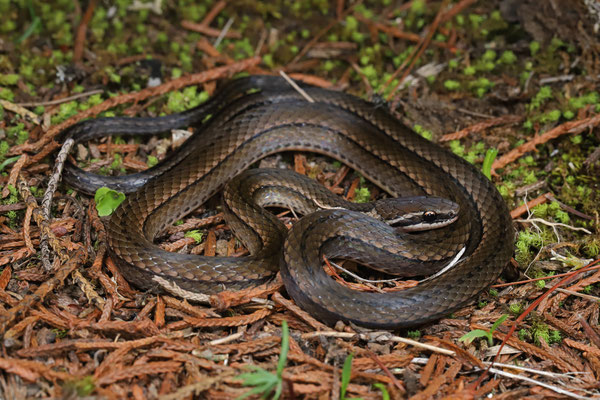 Forbes's Graceful Brown Snake (Rhadinaea forbesi)