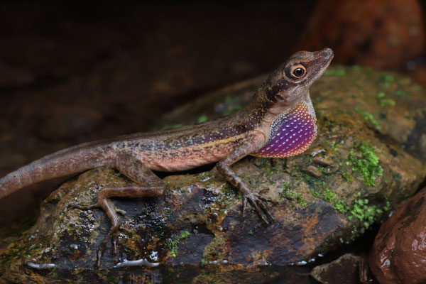 ...the Purple Swimming Anole (Anolis purpuronectes). Here an immature male with the characteristic purple dewlap.
