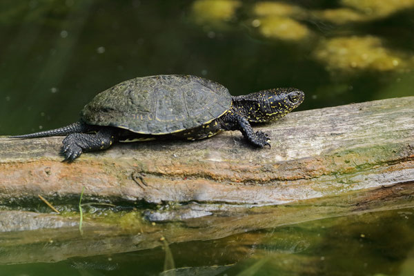 European Pond Terrapin (Emys orbicularis)