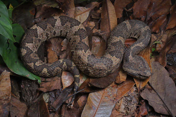 Guatemalan Jumping Pitviper (Metlapilcoatlus occiduus)