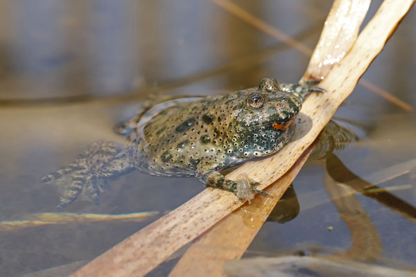 Fire-bellied Toad (Bombina bombina)