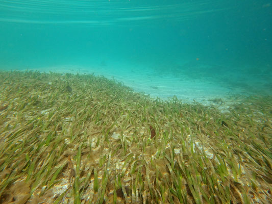 Right in front of the house we could snorkel over the most fantastic sea grass beds.