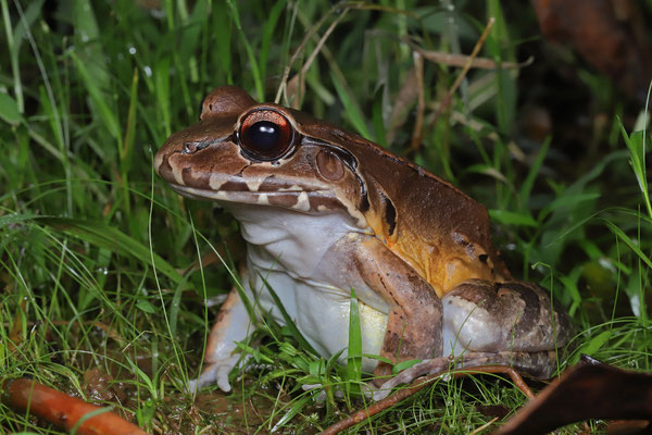 Smoky Jungle Frog (Leptodactylus savagei) 
