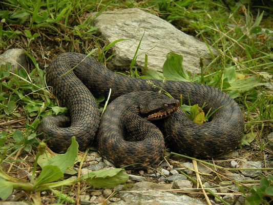 Asp Viper (Vipera aspis atra)