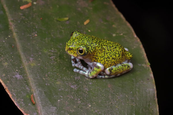 Vermiculated Tree Frog (Leptopelis vermiculatus) who will hopefully grow into...