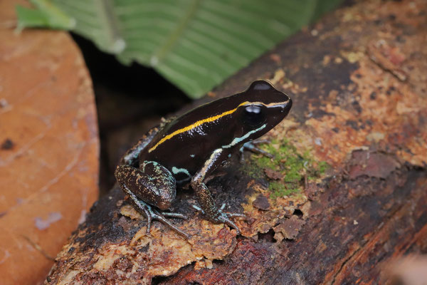 Striped Poison Dart Frog (Phyllobates lugubris) 