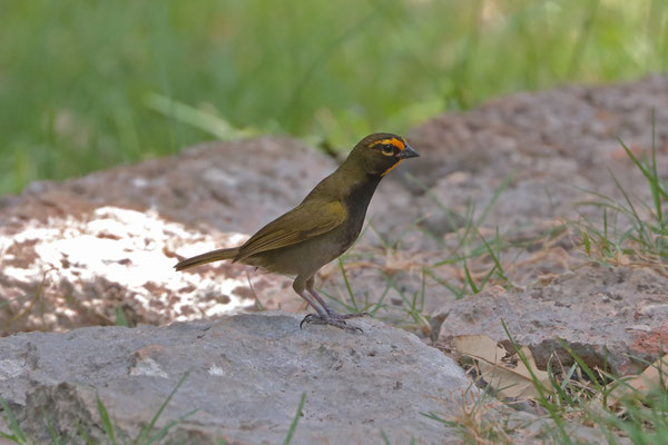 Yellow-faced Grassquit (Tiaris olivaceus) 