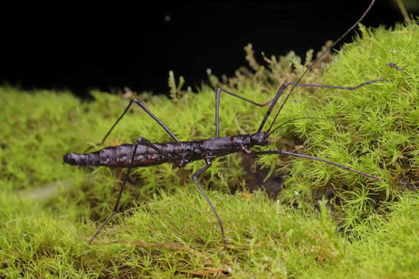 Stick insect (Paranisomorpha sp.)