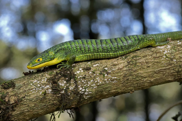 Green Arboreal Alligator Lizard (Abronia graminea)