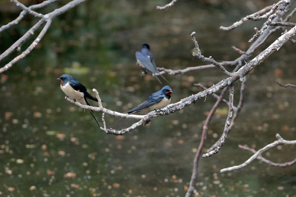Barn Swallows (Hirundo rustica) taking a break from the storm.