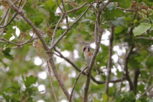  European Goldfinch (Carduelis carduelis)